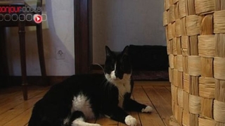 '"Bars à chats'' : la ronronthérapie à portée de café