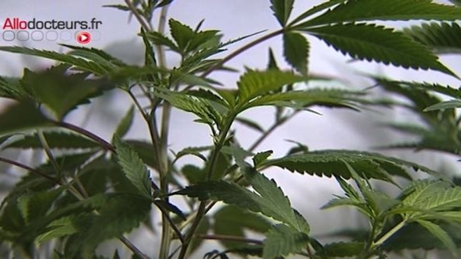 La consommation régulière de cannabis a augmenté de 41 % en 4 ans.