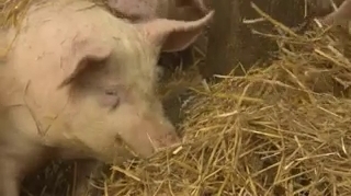 Des embryons de porcs porteurs de cellules humaines