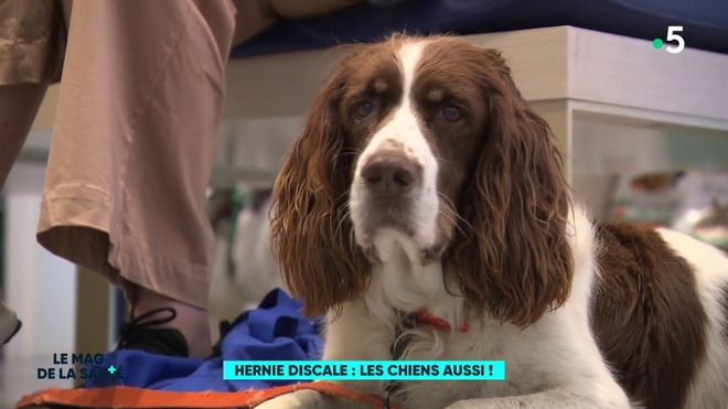 Hernie discale : les chiens aussi