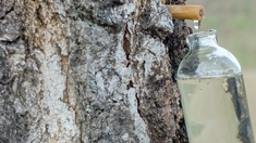 Les cures de sève de bouleau, une bonne idée ?