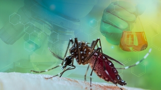Moustique : pourquoi les maladies tropicales qu'il transmet pourraient envahir la France