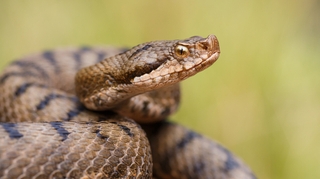 Couleuvre, vipère... que faire en cas de morsure de serpent ?