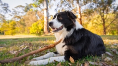 Son chien lui renifle trop le derrière : elle souffrait d’un cancer de l’anus