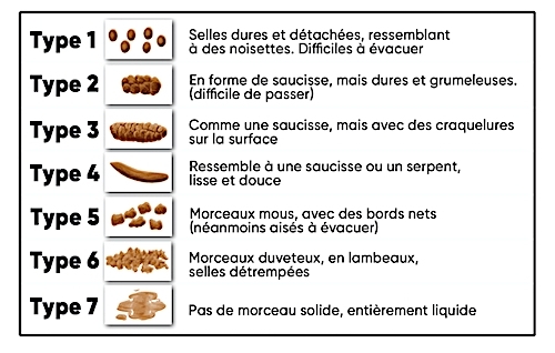 Échelle de Bristol
